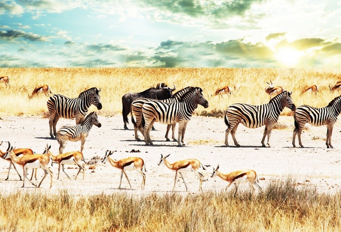 антилопы, зебры, небо, африка, Савана, буйволы