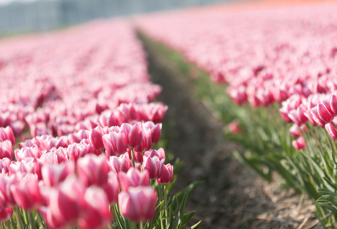 тюльпан, tulips, Тюльпаны, плантация, цветы, бутоны, весна