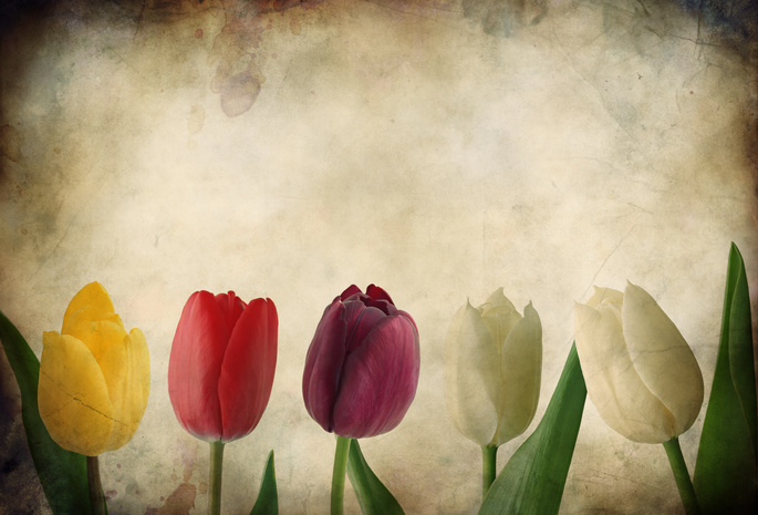 Гранж, тюльпан, тюльпаны, текстуры, бумага, цветы