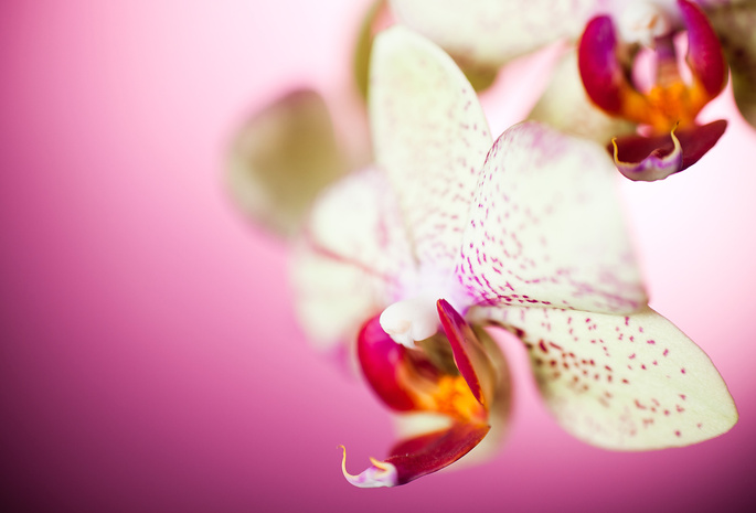 цветы, макро, Орхидея, лепестки