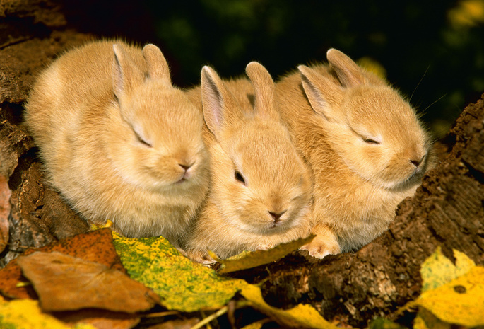 животные, осень, rabbit, листва, Кролики