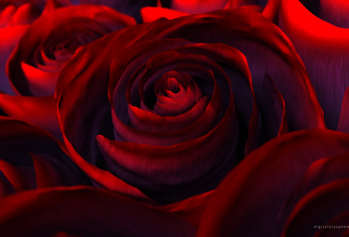 flower, цветы, красная, Rose, beautiful nature wallpapers, роза, red