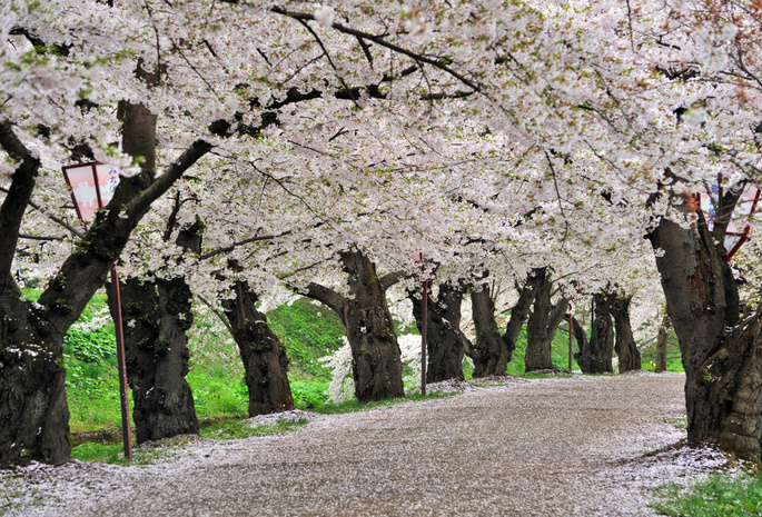 hirosaki park, япония, парк хиросаки, sakura, spring, Japan, cherry blossoms