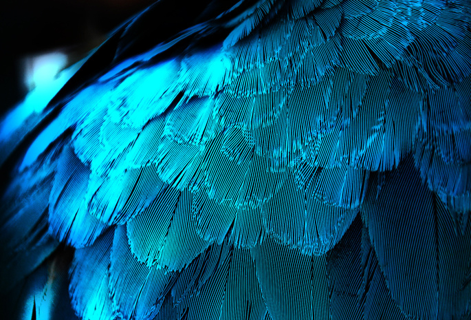 синяя, перья, крыло, Перо, макро