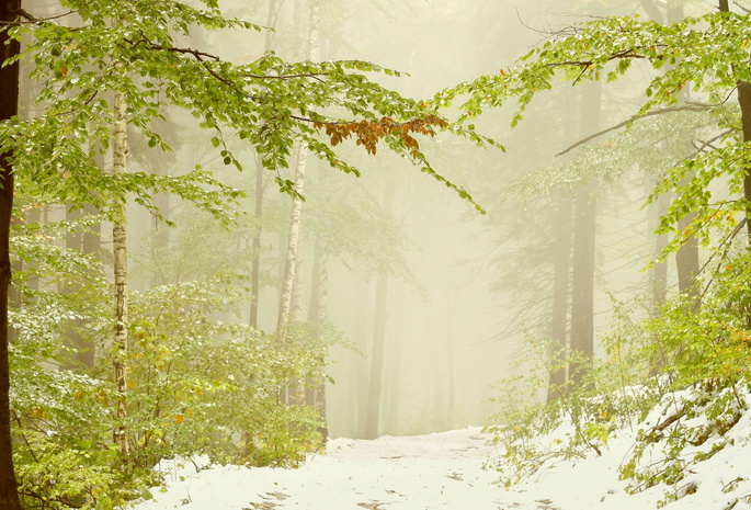 Снег, ветки, туман, листья, деревья, ветви, зелень