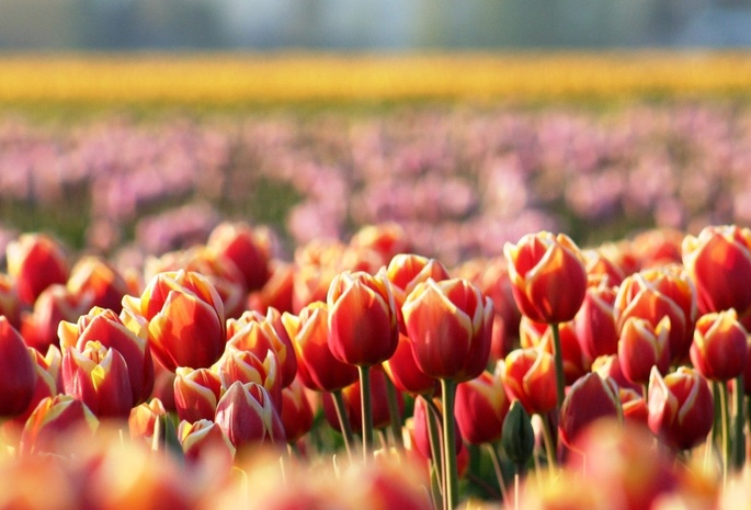 весна, размытость, Тюльпаны, красные, цветы, поляна
