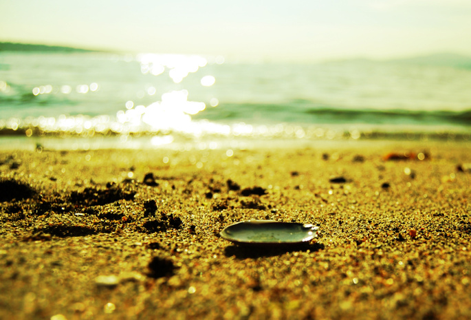 песок, вода, блеск, пляж, раковина, Ракушка, песчинки