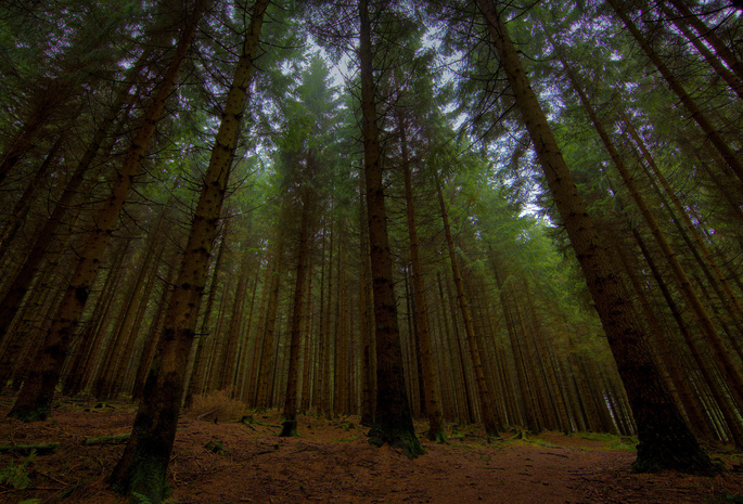 фото в лесу, Full hd 2560x1440, леса, картинки с лесом, природа