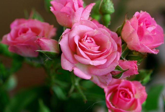 flower, beautiful nature wallpapers, розы, розовые, Rose, цветы, pink