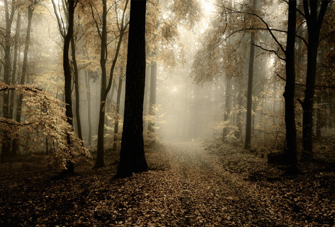 лес, день, дорога, осень, тусклый, Природа
