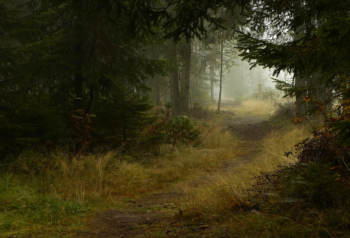 туман, природа, ели, осень, Лес, тропа, тропинка, деревья