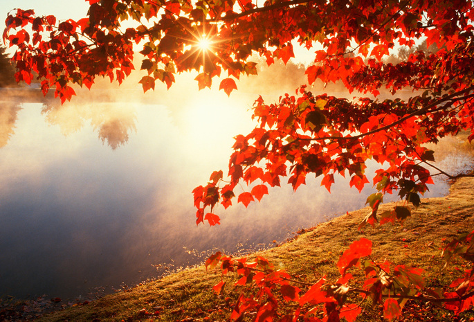 Осень, листья, солнце