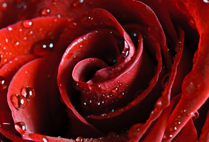 scarlet, Hd wallpapers, flower, red, rose, beautiful nature wallpapers, роза, красная