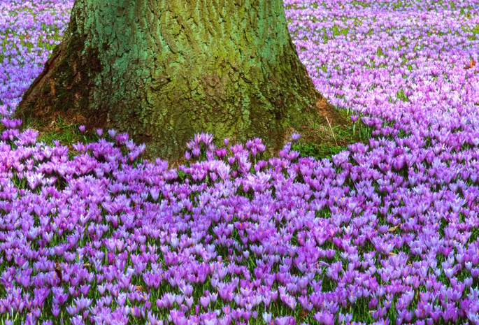 дерево, первоцвет, ствол, поляна, Крокусы, пурпурный