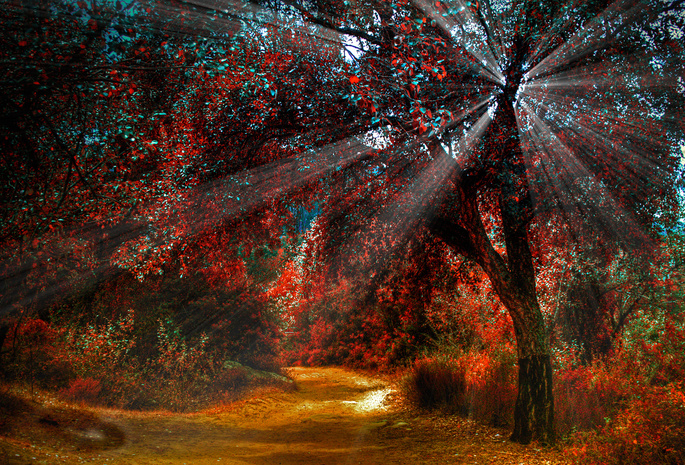 свет, дерево, дорога, осень, Природа