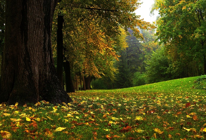 Природа, осень, парк, трава, листва