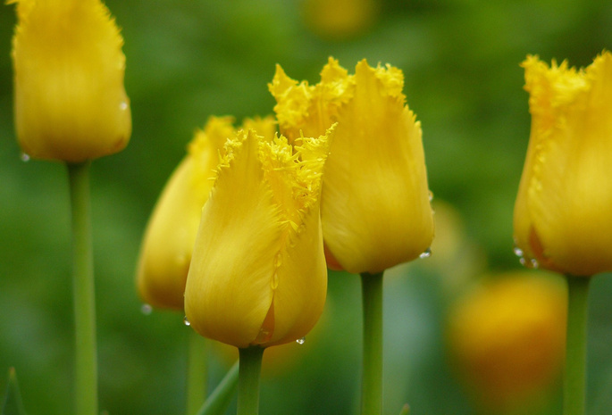 фокус, цветы, Тюльпаны, бутоны, весна, желтый, капли