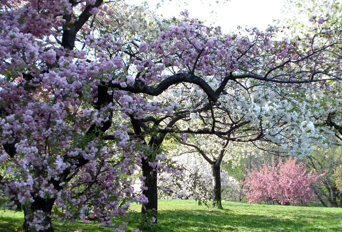 цвет, Деревья, весна, розовые, , сад
