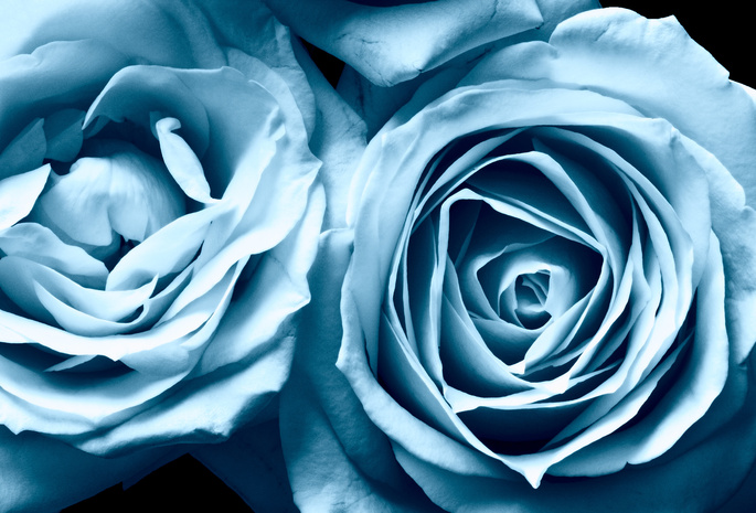 розы, lara vilya, flowers, цветы, blue rose, Frosty roses, beautiful nature wallpapers