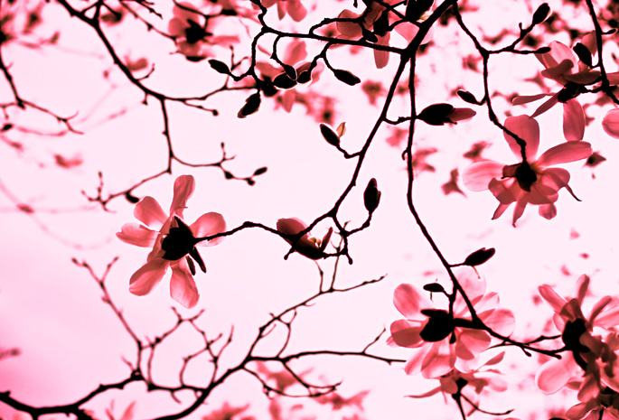 розовый, ветки, весна, Магнолия, лепестки, ветви, цветы