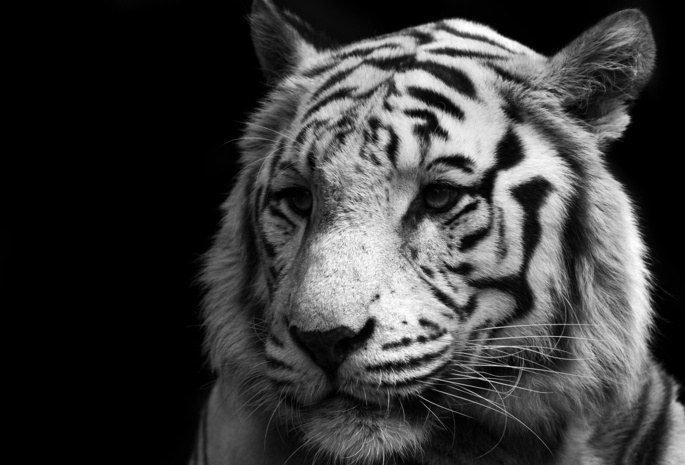 tiger, Белый, white, тигр, кошка, хищник