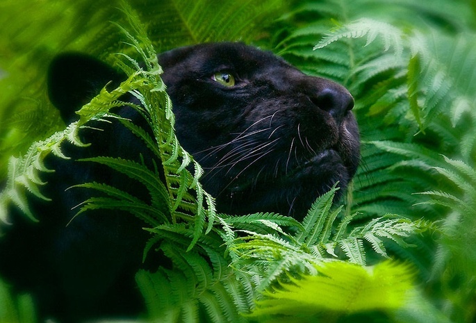 большие кошки, листва, Пантера