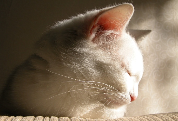 белый, прелесть, Кот, засыпает