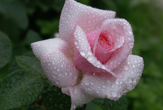 розовая, dew, роза, Rose, waterdrops, pink, beautiful nature wallpapers, flower