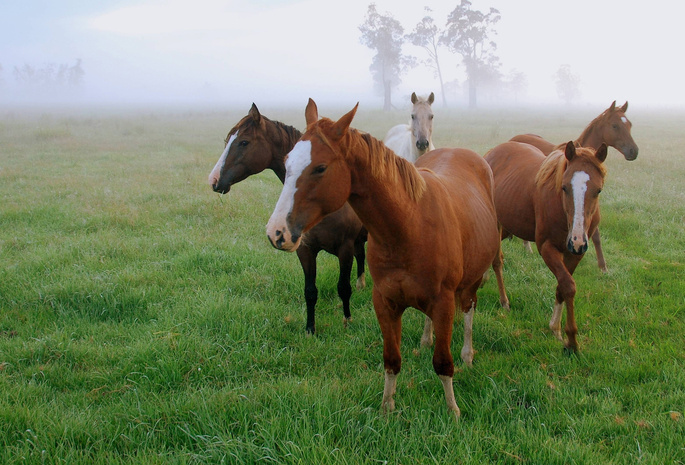 утро, поле, туман, трава, Лошади