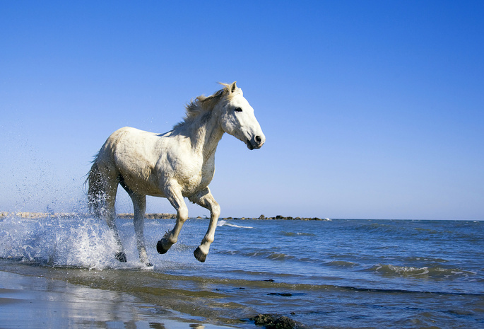 Лошадь, вода, конь, берег, море