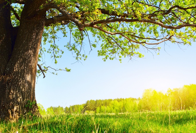 Under the tree, солнце, зелень, листва, лето, природа, дерево