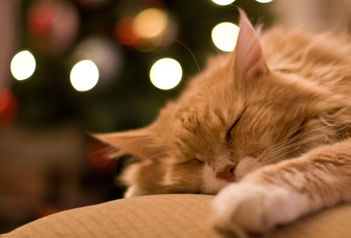 лежит, Рыжий, кот, спит, сон, отдых, домашнее животное