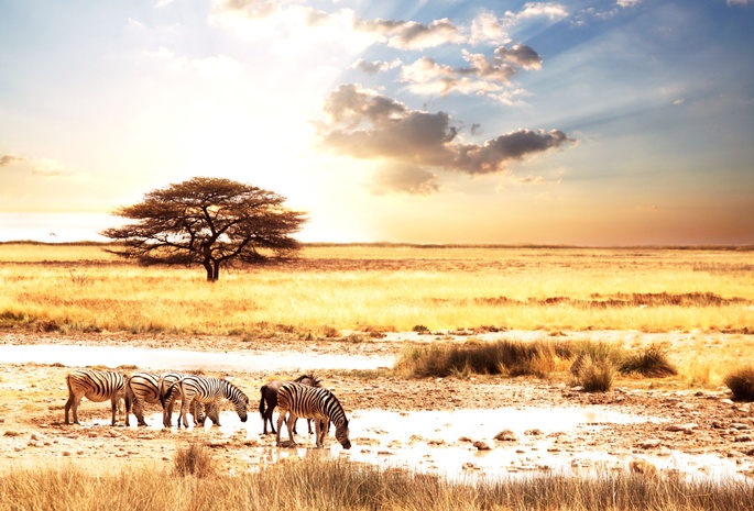 Afric animality, животные, zebras, зебры, пейзаж, африка, саванна