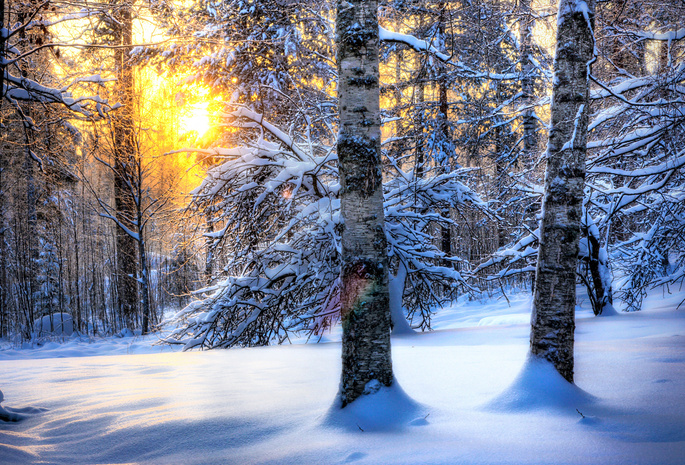 солнце, лес, зима, Природа, снег