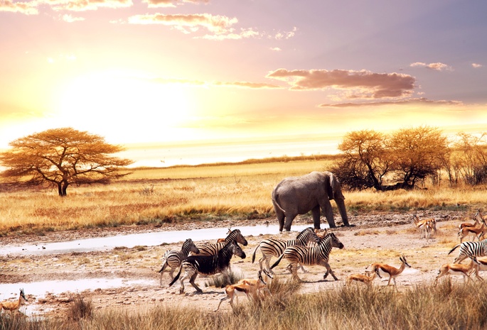 африка, саванна, слон, зебры, animals, антилопы, Africa, savanna