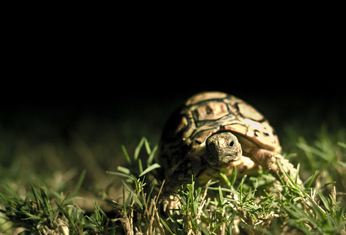 черепаха, трава, Темный фон, панцирь, макро
