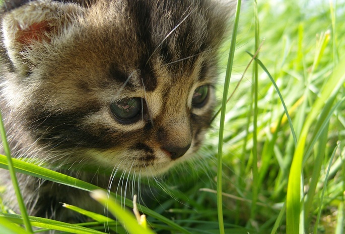 grass, the, cat, , Baby, in