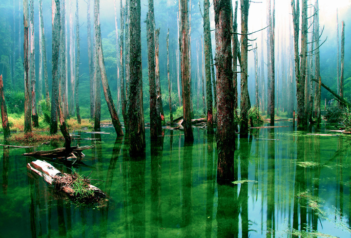 лес, вода, стволы, Природа, болото, деревья, сухие