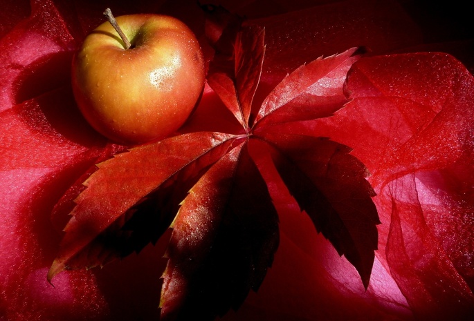 красный, Фрукт, яблоко, apple, натюрморт, лист, red