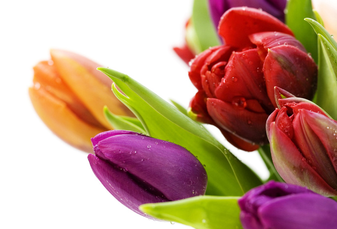 тюльпаны, Цветы, растения