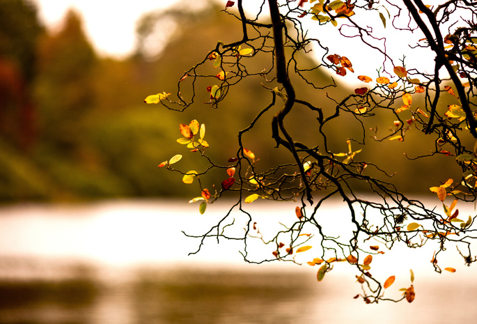 Природа, осень, листва, ветка
