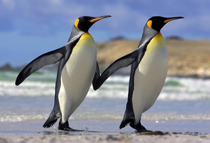Животные, дружба, пингвины, любовь