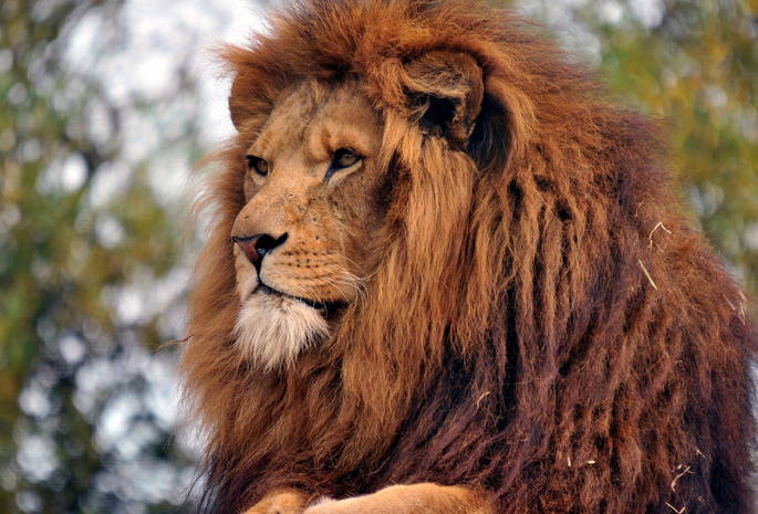 лев, царь зверей, Взрослый