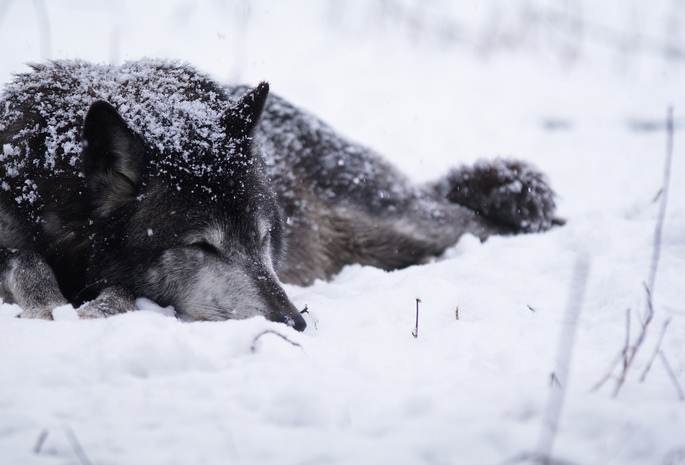 Волк, холод, снег