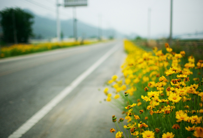 Дорога, roadside, жёлтые цветы, макро