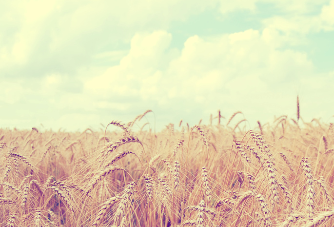пшеница, небо, пейзаж, колосья, облака, поле, Природа