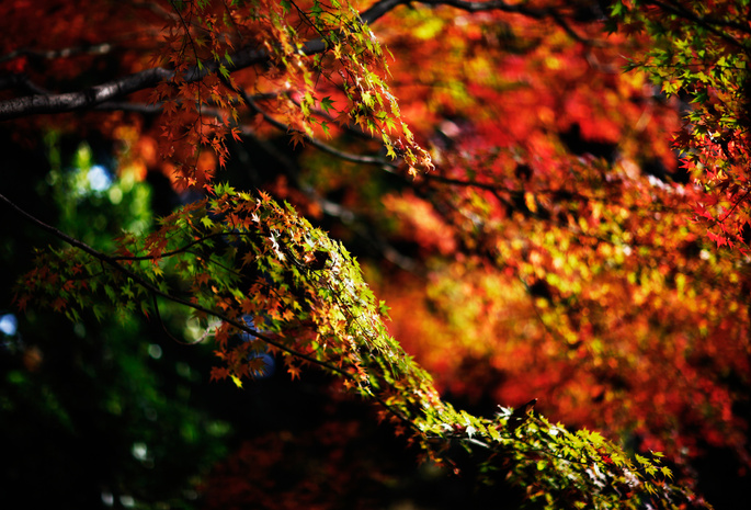 листва, осень, Природа, ветки