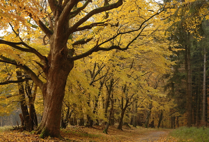 деревья, лесопарк, желтые, Осень, листья, лес