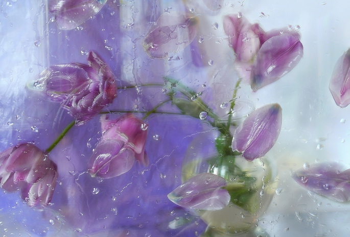 композиция, стекло, цветы, Still life, тюльпаны, лепестки