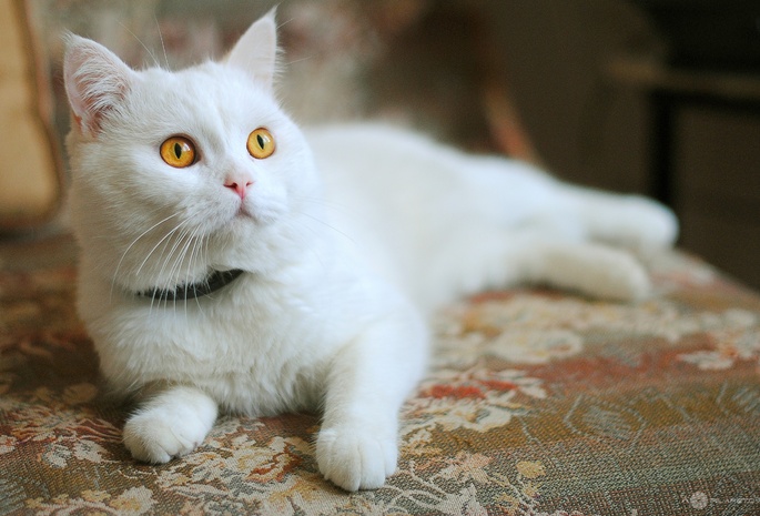 Белый, оранжевые глаза, котенок